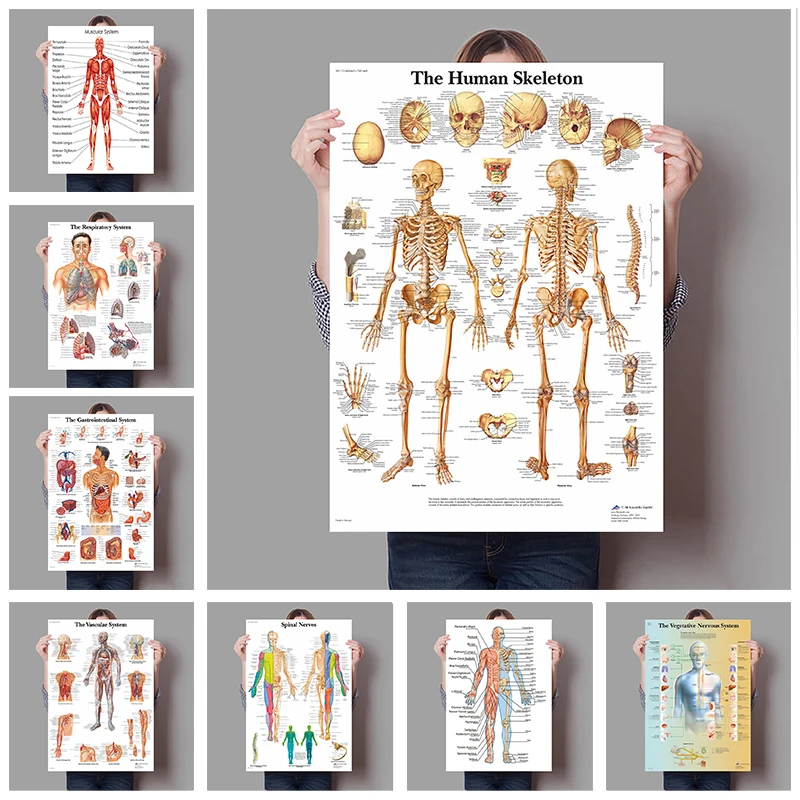 Badminton Poster - Narządy ludzkie Mózg Wątróbka Serca Anatomia