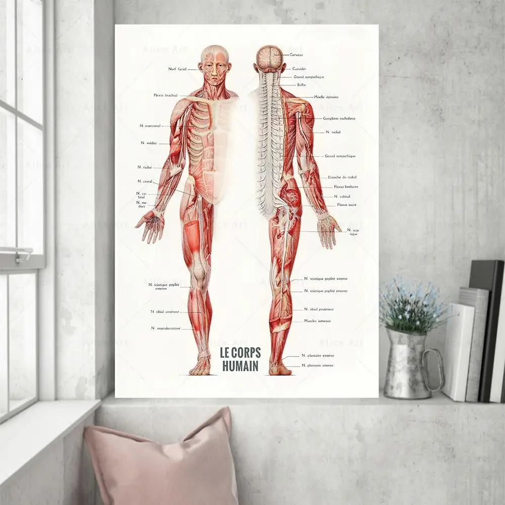 Badminton Poster - Plakaty na płótnie z anatomią mięśni