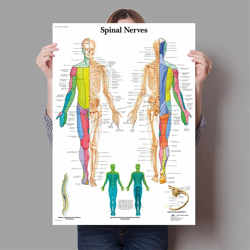 Narządy ludzkie Mózg Wątróbka  – Badminton Poster recenzja i cena